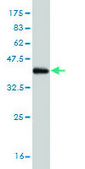 Monoclonal Anti-PADI4 antibody produced in mouse clone 4D8, purified immunoglobulin, buffered aqueous solution