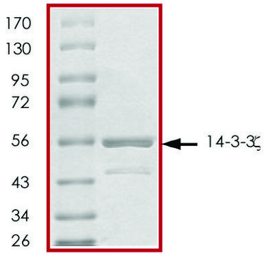 14-3-3 &#950;, GST tagged human recombinant, expressed in baculovirus infected Sf9 cells, &#8805;70% (SDS-PAGE), buffered aqueous glycerol solution