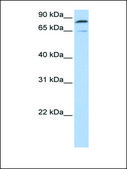 Anti-MFN2 antibody produced in rabbit affinity isolated antibody