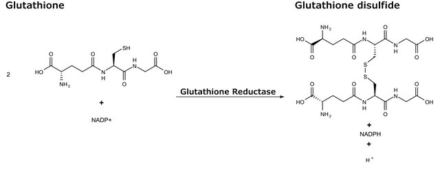 谷胱甘肽还原酶 人 buffered aqueous solution, &#8805;10&#160;units/mg protein, recombinant, expressed in E. coli