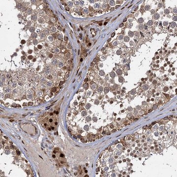 Anti-GAL3ST4 antibody produced in rabbit Prestige Antibodies&#174; Powered by Atlas Antibodies, affinity isolated antibody, buffered aqueous glycerol solution