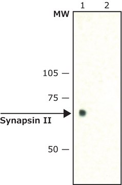 Anti-Synapsin II (C-terminal) 兔抗 ~1.5&#160;mg/mL, affinity isolated antibody, buffered aqueous solution