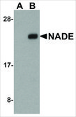 Anti-NADE antibody produced in rabbit IgG fraction of antiserum, buffered aqueous solution