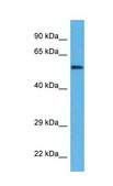 Anti-KL antibody produced in rabbit affinity isolated antibody