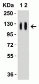 Anti-SARS-CoV-2 (COVID-19) Spike (cleavage site) antibody produced in rabbit affinity isolated antibody