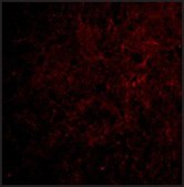 Anti-CTRP6 antibody produced in rabbit affinity isolated antibody