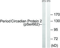 Anti-Period Circadian Protein 2 (Phospho-SER662) affinity isolated antibody