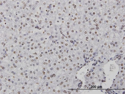 Monoclonal Anti-CSTB antibody produced in mouse clone M1-C1, purified immunoglobulin, buffered aqueous solution