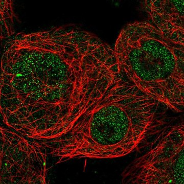 Anti-CHD8 antibody produced in rabbit Prestige Antibodies&#174; Powered by Atlas Antibodies, affinity isolated antibody