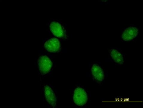 Anti-ARL6IP4 antibody produced in mouse purified immunoglobulin, buffered aqueous solution