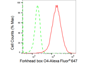 KD-Validated Anti Forkhead box O4 Antibody, clone 23GB1470, Rabbit Monoclonal clone 23GB1470, recombinant rabbit monoclonal, expressed in HEK293 cells