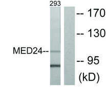 Anti-MED24 antibody produced in rabbit affinity isolated antibody