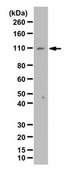 Anti-NLRP12 Antibody from rabbit, purified by affinity chromatography