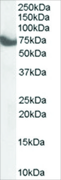 Anti-HIP14/ZDHHC17 antibody produced in goat affinity isolated antibody, buffered aqueous solution