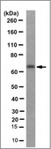 Anti-Mcpip1, clone 2H8.2 Antibody clone 2H8.2, from mouse