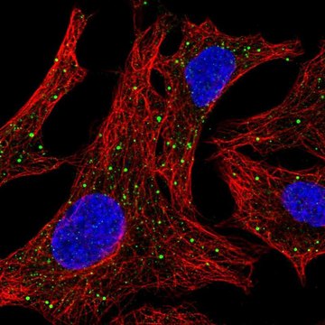 Anti-ARSD antibody produced in rabbit Prestige Antibodies&#174; Powered by Atlas Antibodies, affinity isolated antibody