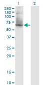 Monoclonal Anti-PUF60 antibody produced in mouse clone 1C1, purified immunoglobulin, buffered aqueous solution
