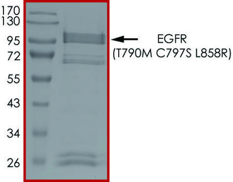 EGFR (T790M C797S L858R), Active PRECISIO &#174;Kinase, recombinant