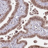 Anti-NCBP2 antibody produced in rabbit Prestige Antibodies® Powered by Atlas Antibodies, affinity isolated antibody, buffered aqueous glycerol solution