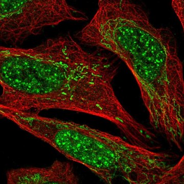 Anti-BDNF antibody produced in rabbit Prestige Antibodies&#174; Powered by Atlas Antibodies, affinity isolated antibody