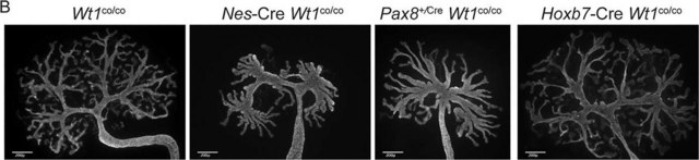 Monoclonal Anti-Cytokeratin, pan (Mixture) antibody produced in mouse clone C-11+PCK-26+CY-90+KS-1A3+M20+A53-B/A2, ascites fluid