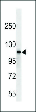 ANTI-SIK2 (CENTER) antibody produced in rabbit affinity isolated antibody, buffered aqueous solution