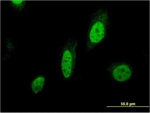 Monoclonal Anti-BIRC7, (N-terminal) antibody produced in mouse clone 3H1, purified immunoglobulin, buffered aqueous solution