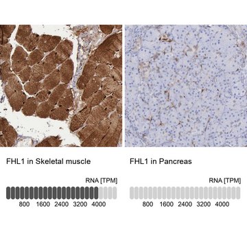 Anti-FHL1 antibody produced in rabbit Prestige Antibodies&#174; Powered by Atlas Antibodies, affinity isolated antibody, buffered aqueous glycerol solution, Ab1