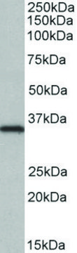 Anti-NEK7 antibody produced in goat affinity isolated antibody, buffered aqueous solution