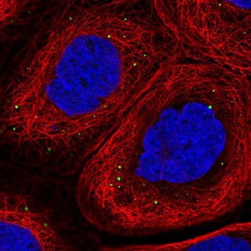 Anti-ADAM19 antibody produced in rabbit Prestige Antibodies&#174; Powered by Atlas Antibodies, affinity isolated antibody, buffered aqueous glycerol solution