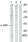 Anti-C-JUN antibody produced in rabbit affinity isolated antibody