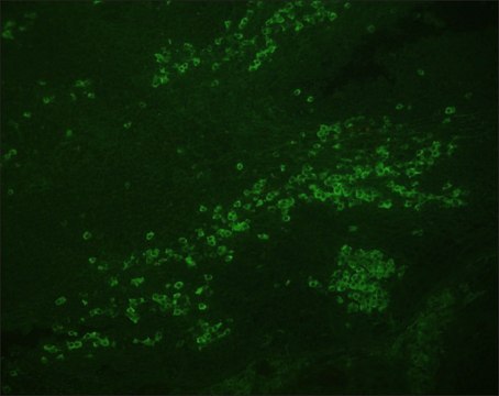 Anti-Avidin–FITC antibody, Mouse monoclonal clone WC19.10, purified from hybridoma cell culture