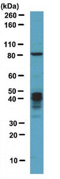 Anti-MBNL1 Antibody from rabbit, purified by affinity chromatography