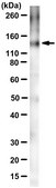 Anti-KCNT1 Antibody