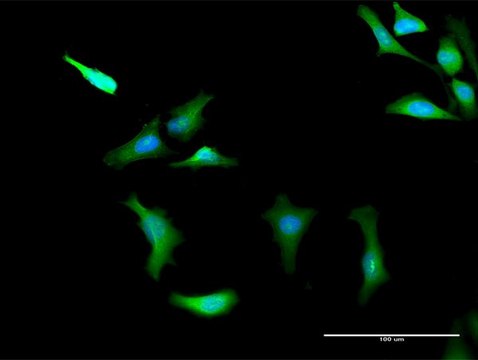 Anti-PRKAG2 antibody produced in rabbit purified immunoglobulin, buffered aqueous solution