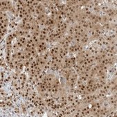 Anti-C8orf33 antibody produced in rabbit Prestige Antibodies® Powered by Atlas Antibodies, affinity isolated antibody, buffered aqueous glycerol solution, ab1