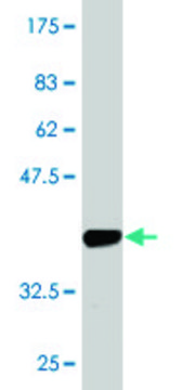 Monoclonal Anti-AVEN antibody produced in mouse clone 2B10, purified immunoglobulin, buffered aqueous solution