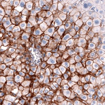 Monoclonal Anti-SLCO1B3 antibody produced in mouse Prestige Antibodies&#174; Powered by Atlas Antibodies, clone CL3770, purified immunoglobulin, buffered aqueous glycerol solution