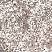 Monoclonal Anti-CDK2 antibody produced in mouse Prestige Antibodies® Powered by Atlas Antibodies, clone CL7990, purified immunoglobulin, buffered aqueous glycerol solution