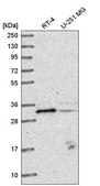 Anti-METTL1 antibody produced in rabbit Prestige Antibodies® Powered by Atlas Antibodies, affinity isolated antibody