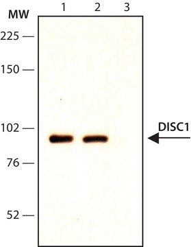 Anti-DISC-1 (Internal) antibody produced in rabbit ~1&#160;mg/mL, affinity isolated antibody