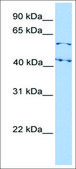 Anti-ELF1 (AB2) antibody produced in rabbit affinity isolated antibody