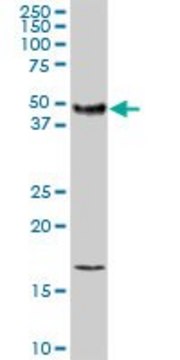 Anti-F3 antibody produced in rabbit purified immunoglobulin, buffered aqueous solution