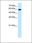 Anti-STIP1 (AB2) antibody produced in rabbit IgG fraction of antiserum