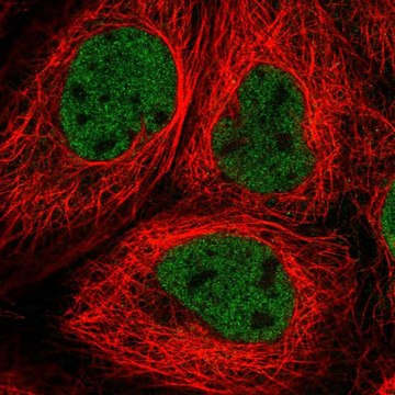 Anti-RNF20 antibody produced in rabbit Prestige Antibodies&#174; Powered by Atlas Antibodies, affinity isolated antibody