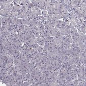 Anti-LRP8 Prestige Antibodies® Powered by Atlas Antibodies, affinity isolated antibody