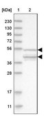 Anti-POLR3C antibody produced in rabbit Prestige Antibodies® Powered by Atlas Antibodies, affinity isolated antibody, buffered aqueous glycerol solution, ab1