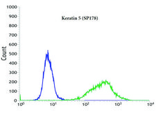 Anti-Keratin 5 antibody, Rabbit monoclonal recombinant, expressed in proprietary host, clone SP178, affinity isolated antibody