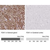 Anti-FDX1 antibody produced in rabbit Prestige Antibodies® Powered by Atlas Antibodies, affinity isolated antibody, buffered aqueous glycerol solution