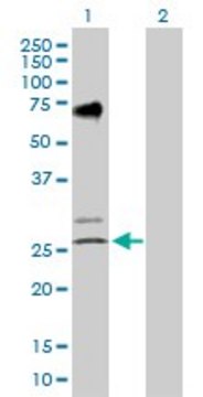 Anti-EGLN3 antibody produced in rabbit purified immunoglobulin, buffered aqueous solution